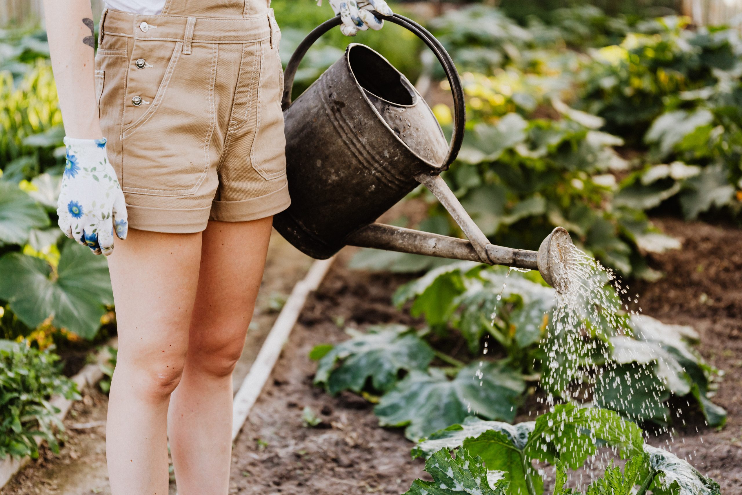 Twórz, uprawiaj, ciesz się: Praktyczne porady ogrodnicze dla początkujących