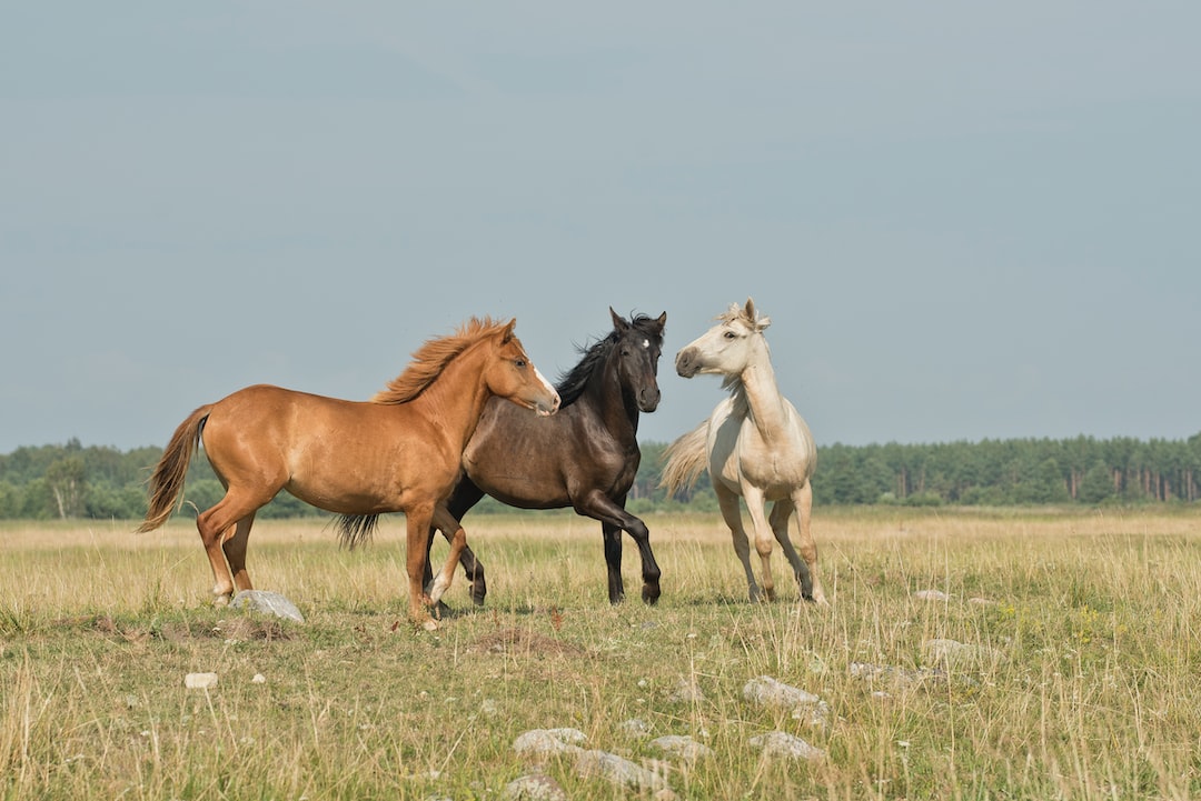 Suplementy dla koni — tajemnica zdrowia Twojego podopiecznego